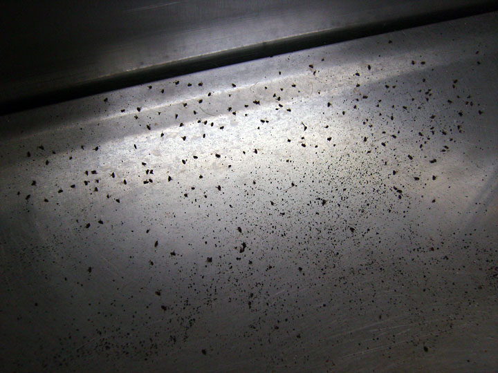 Как определить наличие блох Блохи на подоконнике