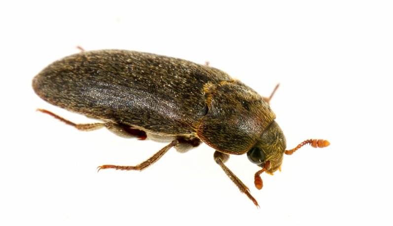 жук-кожеед фото как выглядит кожеед