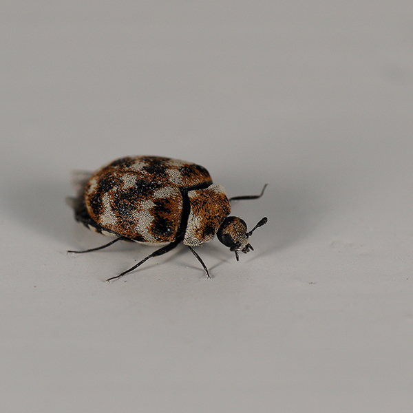 фото кожееда как выглядит жук-кожеед